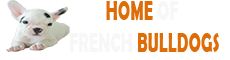 homeoffrenchbulldogs.com